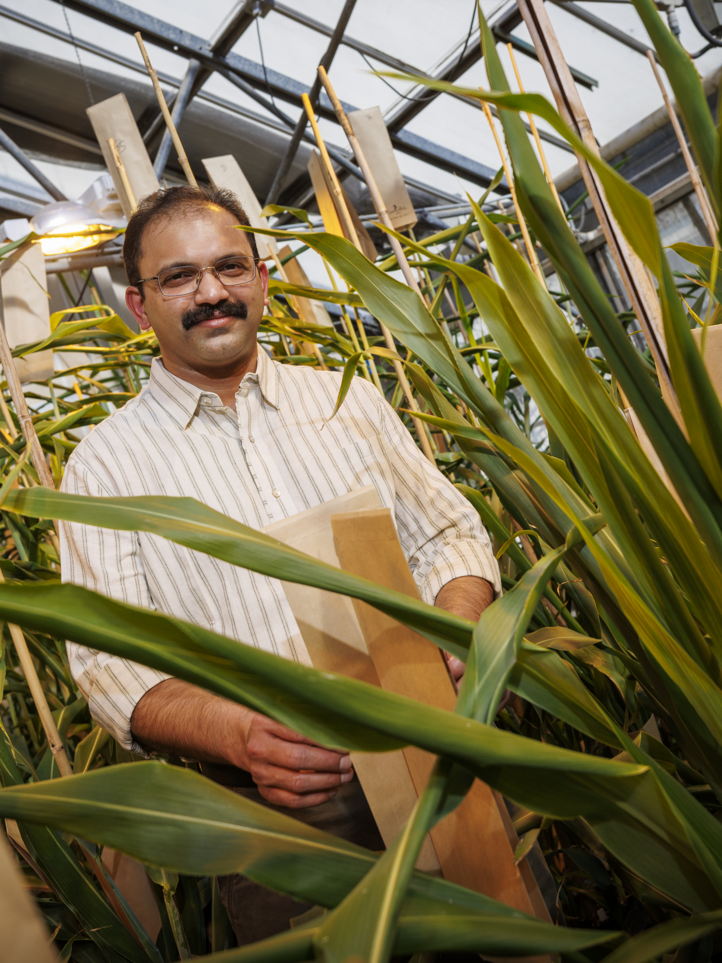 Dr. Joe Louis named named the Eberhard Professor of Agricultural Entomology by the University of Nebraska.